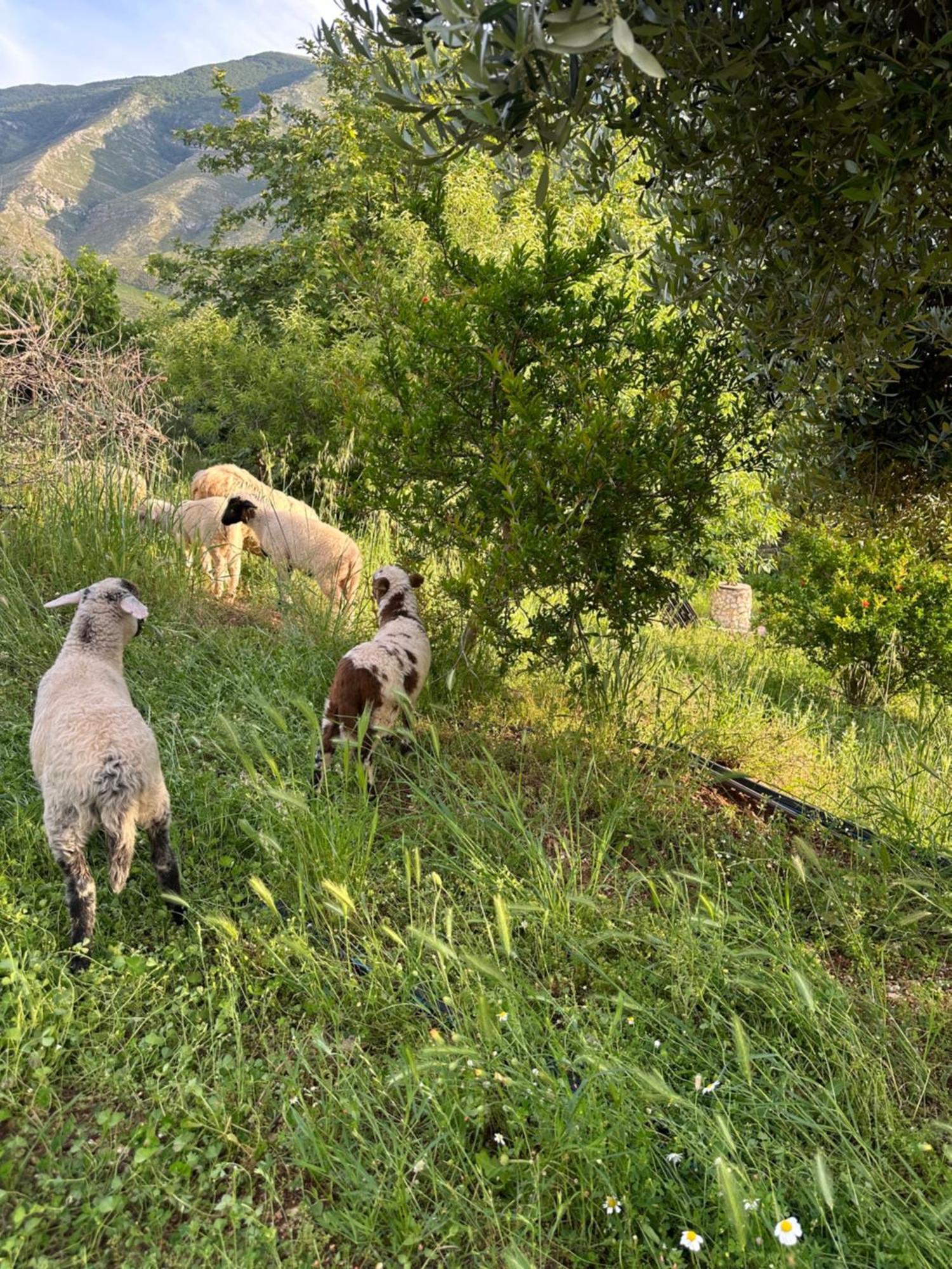 Kantina & Ferma Dukat Orikum Dış mekan fotoğraf